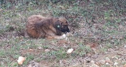 Orman’da hayvanlar birbirini yiyor!