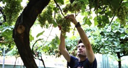 Bağcılar’da bağ bozumu zamanı