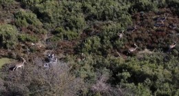 Sosyal medyada paylaşıldı, Tuzla’daki geyikler ilgi odağı oldu