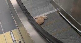 Kedi yürüyen merdivene sıkıştı