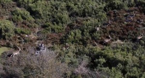 Sosyal medyada paylaşıldı, Tuzla’daki geyikler ilgi odağı oldu