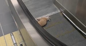 Kedi yürüyen merdivene sıkıştı