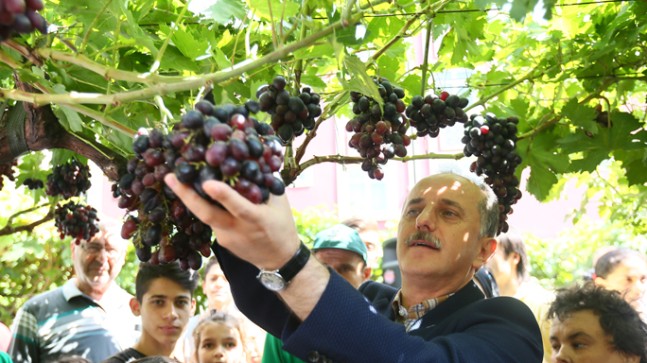 Bağcılar’da üzüm bolluğu