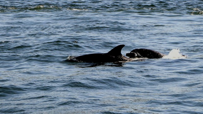 Yunus balıklarından boğaz şov