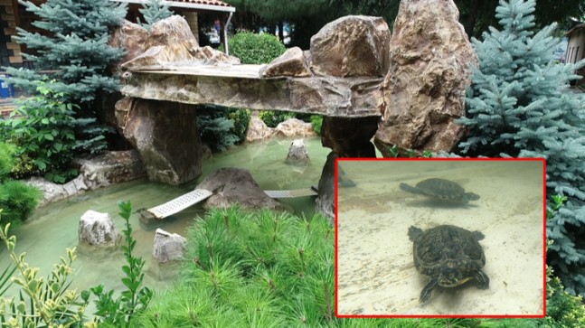 Kaplumbağalar Bağcılar Belediyesi’nin maskotu oldular