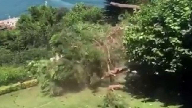 Üsküdar’da asırlık çam ağacını kestiler