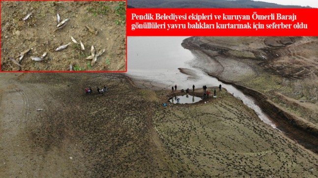 Kuraklık nedeniyle Ömerli Barajı’nda binlerce yavru balıklar telef oldu