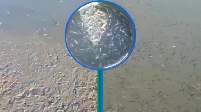 Su seviyesi dibe vuran Ömerli barajında yavru balıklar kurtarılıyor