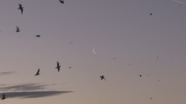 Hilal İstanbul semalarında