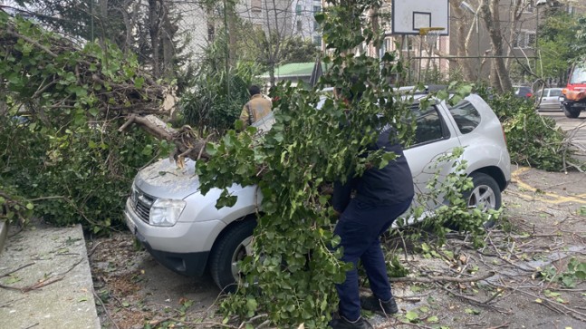 Ağaç otomobilin üzerine devrildi