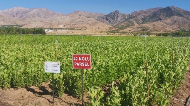 Yanan bölgeleri yeniden yeşertmek için, 273 milyon fidan üretildi