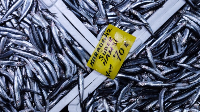 Balık, tezgahlarda bol ancak pahalı
