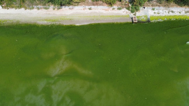 Deniz, yosunlardan yeşile büründü