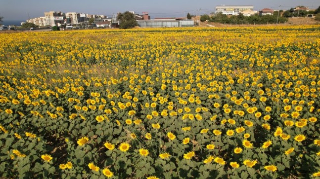 Ayçiçek tarlalarından görsel şölen