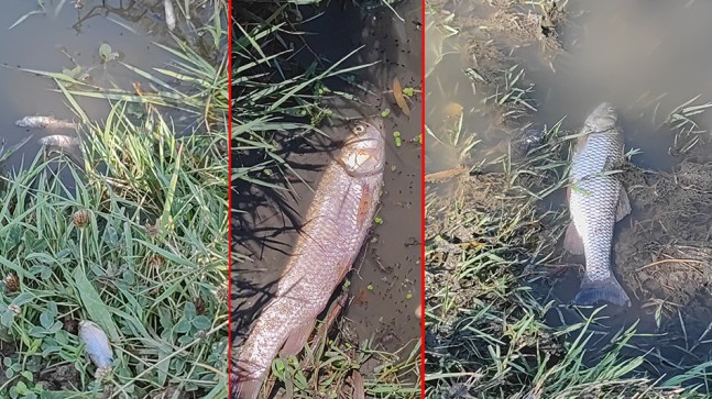 İSKİ’nin ihmalinden balıklar ölüyor
