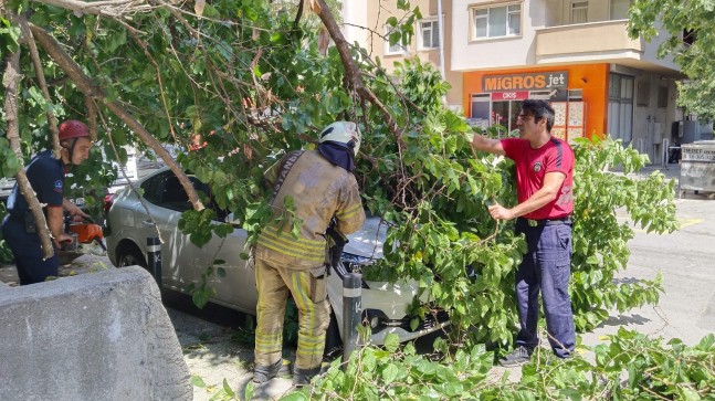 Ağaç aracın üstüne devrildi