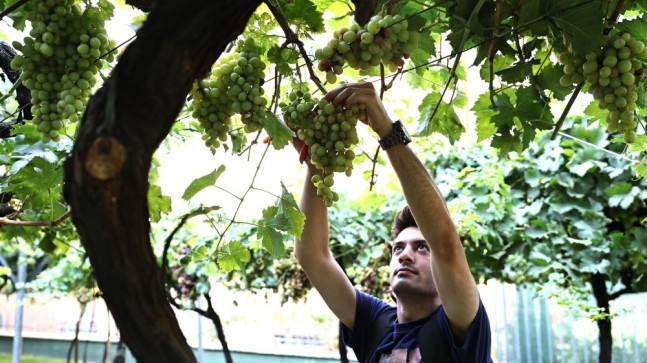 Bağcılar’da bağ bozumu zamanı