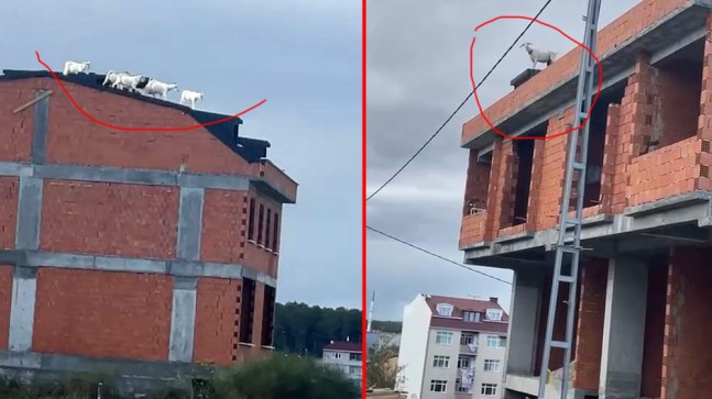 Keçiler inşaatın çatısına çıktı