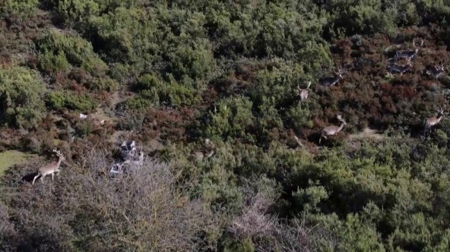 Sosyal medyada paylaşıldı, Tuzla’daki geyikler ilgi odağı oldu