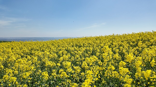 İstanbul’da tarlalar sarıya boyandı