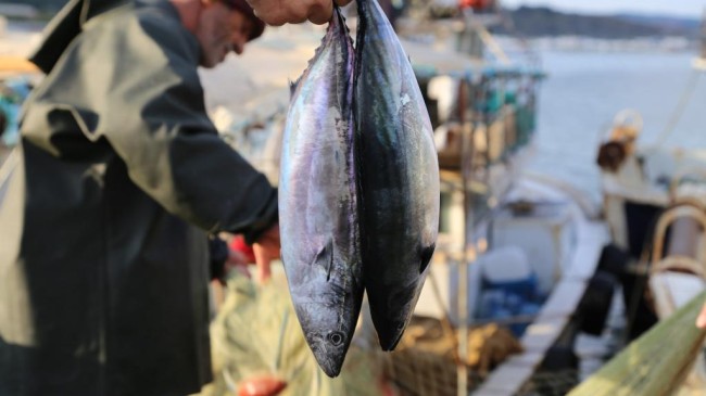 Şile Belediyesi’nden Bir İlk Daha: Şile Palamut Festivali Başlıyor!