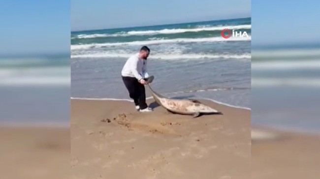 Şile’de ölü yunus kıyıya vurdu