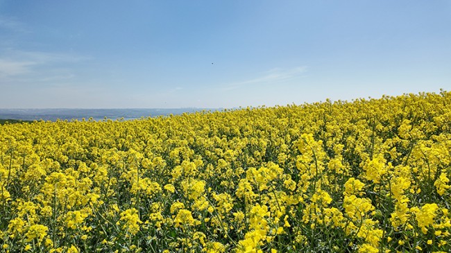 İstanbul’da tarlalar sarıya boyandı