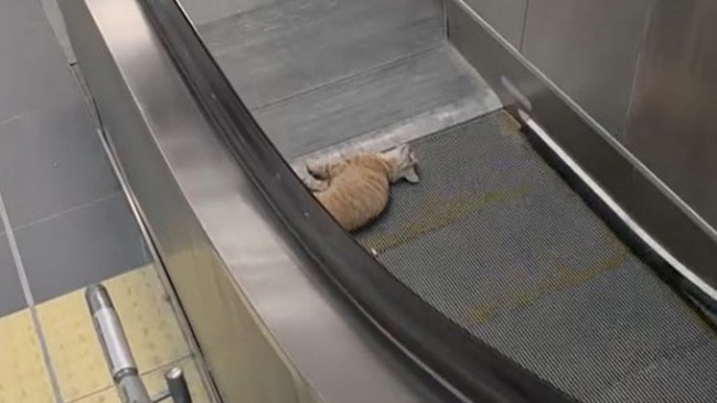 Kedi yürüyen merdivene sıkıştı