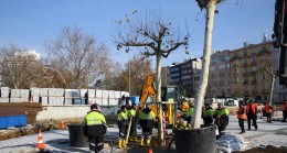 Taksim Meydanı’na 58 ağaç!