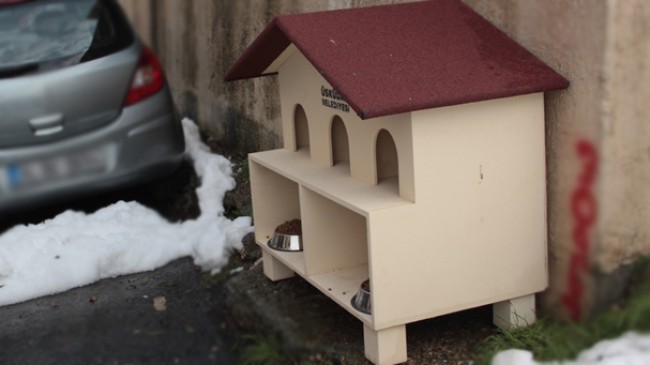 Üsküdar Belediyesi, kedi evi getirerek sorunu çözdü