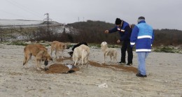 Arnavutköy Belediyesi Sokak hayvanlarına sahip çıkıyor
