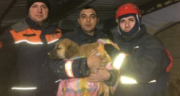 Kuyudaki köpek kurtarıldı