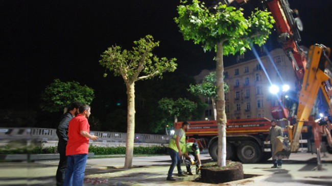 Taksim’e kocaman ağaçlar dikildi