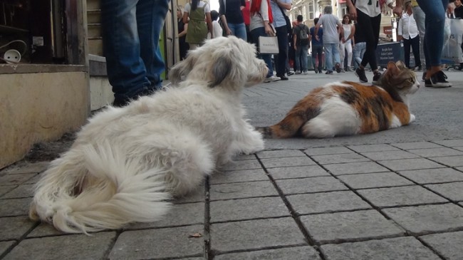 Taksim’de kedi köpek kardeşliği