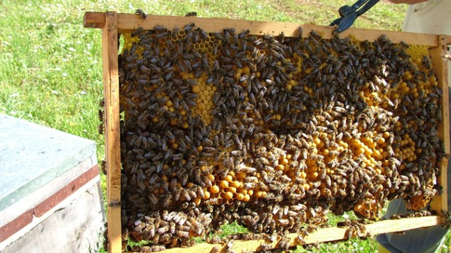 Arı üreticileri İstanbul’da buluşuyor