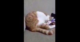 Ölen sahibini telefonda gören kedinin duygu dolu anları!