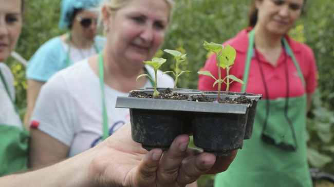 İSMEK’ten ‘Beykoz Belediyesi Meyve Bahçesi’ne 65 yıllık domates fidesi