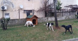 Ümraniye Belediyesi sokak hayvanlarını unutmuyor