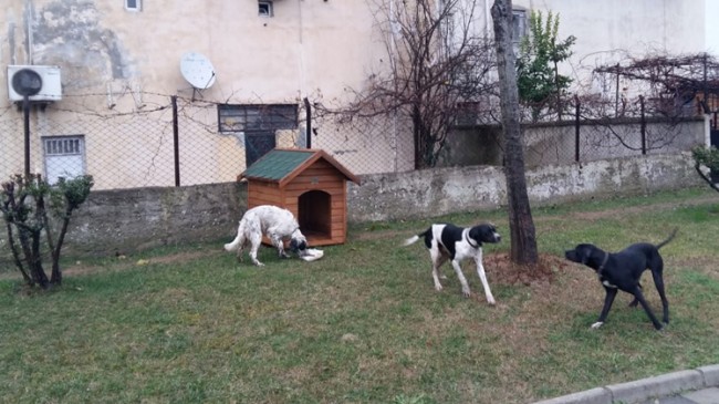 Ümraniye Belediyesi sokak hayvanlarını unutmuyor