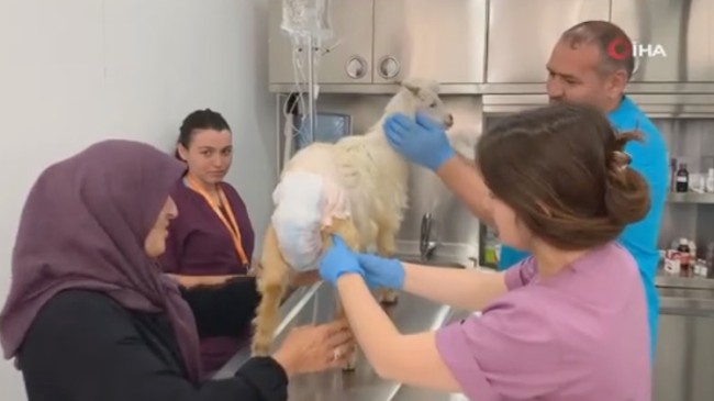Minik Dostlar Kliniği’nden bacağı kırılan keçi’ye acil müdahale