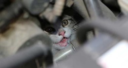 Yavru kedi aracın motoruna sıkıştı