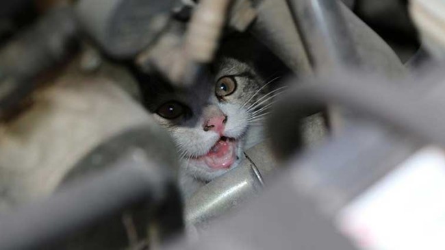 Yavru kedi aracın motoruna sıkıştı