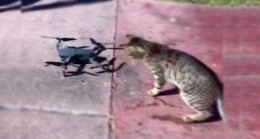 Kedinin drone merakı!