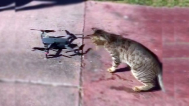 Kedinin drone merakı!