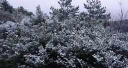 Aydos Ormanları karla buluştu