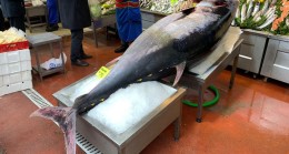 Orkinos balığı tam 325 kilo