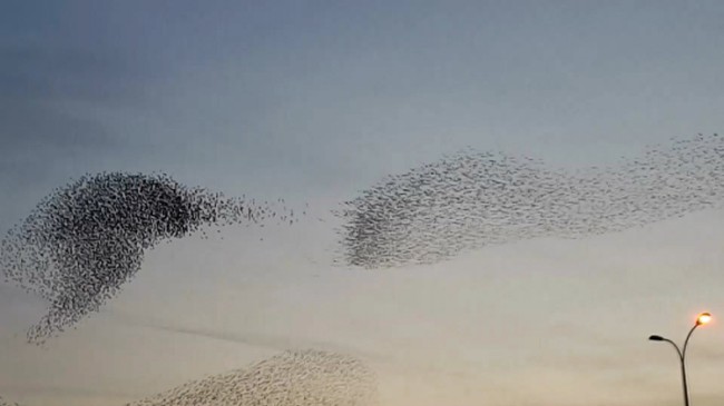 Sığırcık kuşları gökyüzünde dans ediyor