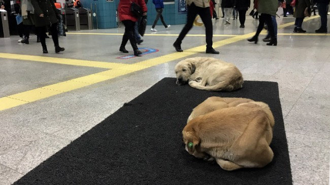 Soğuk havadan etkilenen köpekler Marmaray istasyonuna sığındı