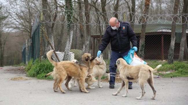 Çekmeköy Belediyesi sokak hayvanlarını unutmuyor
