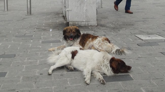 Ayağı kırılan köpek için belediye, esnaf ve vatandaşlar seferber oldu